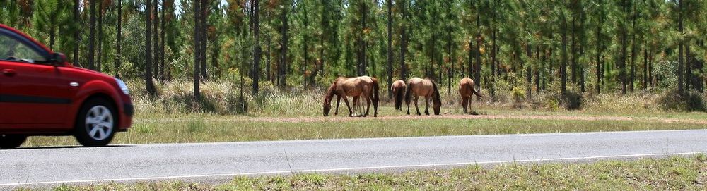 Tuan Toolara feral horse public safety initiative post image
