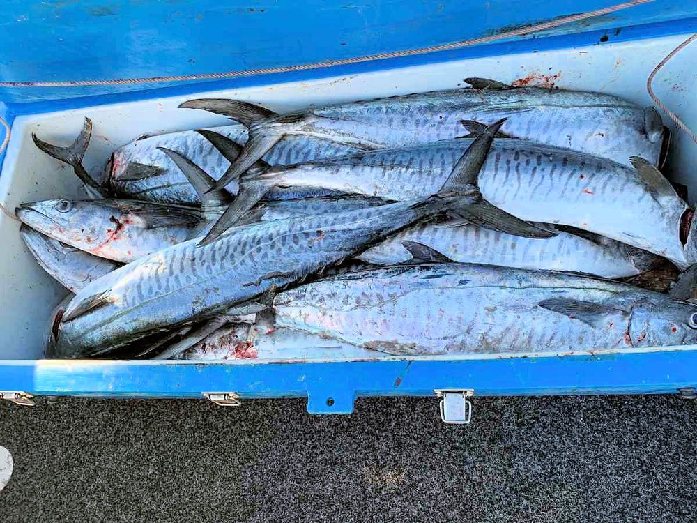 Too many mackerel add up to hefty fine post image