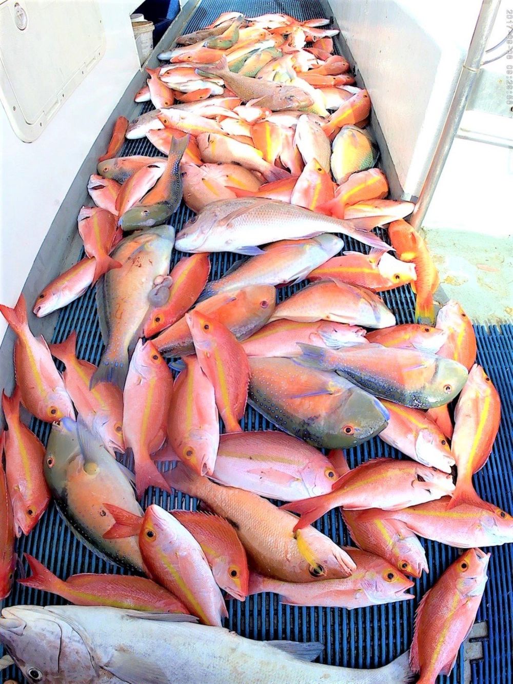 Rainbow Beach Fishing Charters June 2020 post image