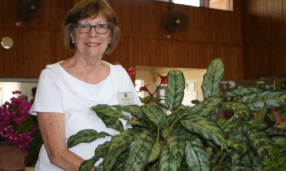 Visit the annual Ambulance Flower Show post image