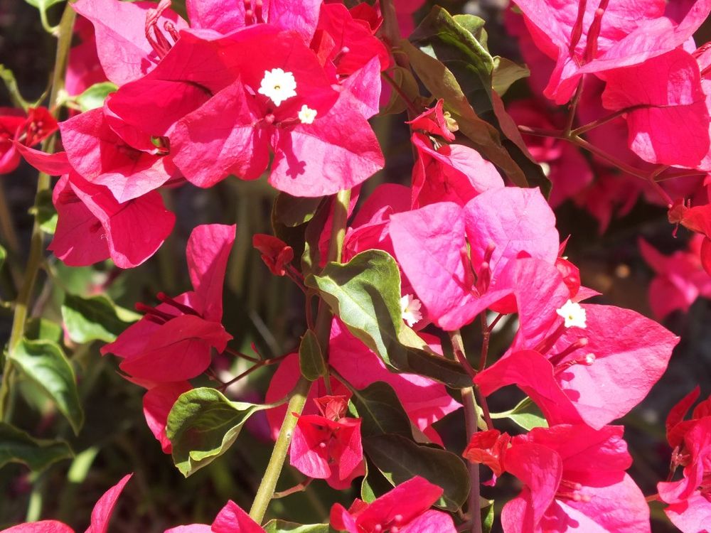 What’s On at the Flower Show… post image