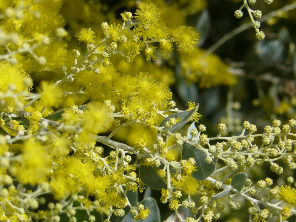 Cooloola Coast Ambulance Flower Show post image