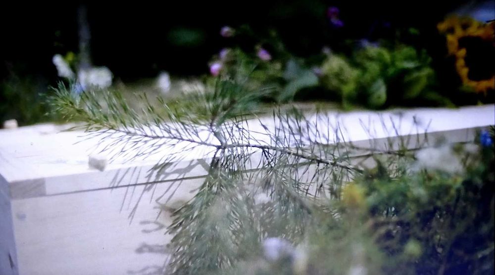 A green way to go post image