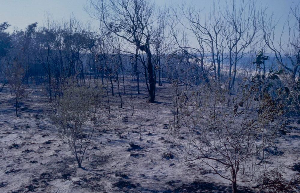 Historic Cooloola - The fire of 1984 post image
