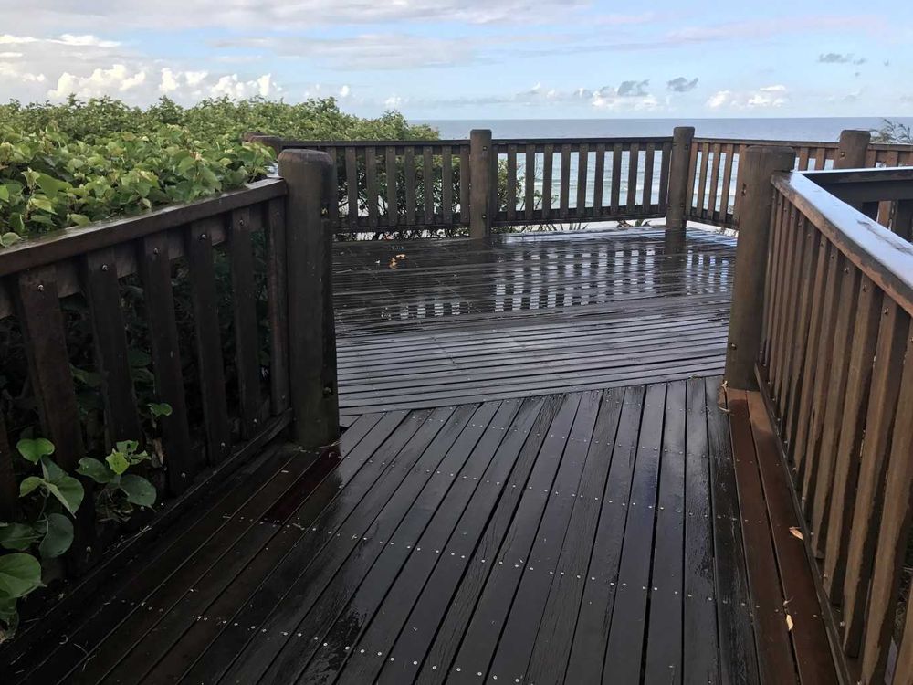 Oh those cotton trees back home post image