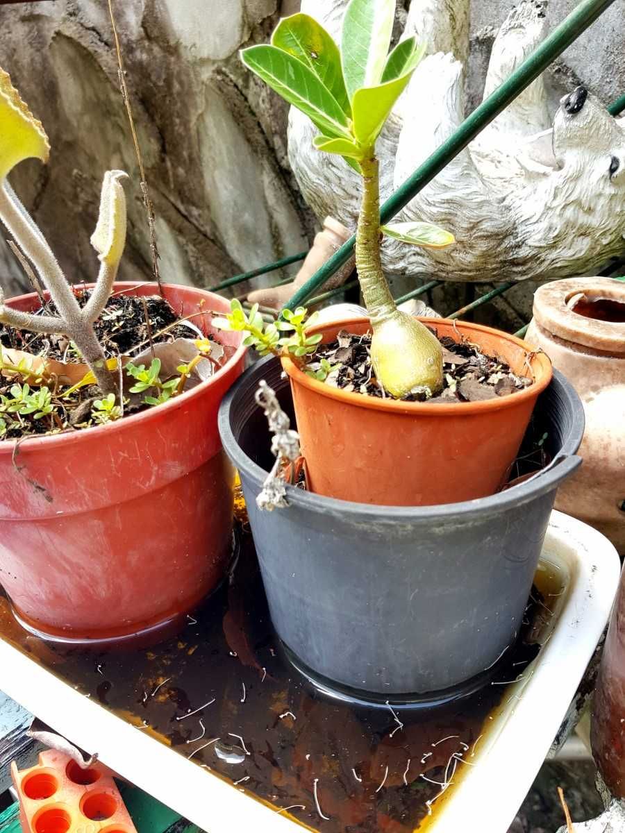 Get mozzies to buzz off! post image