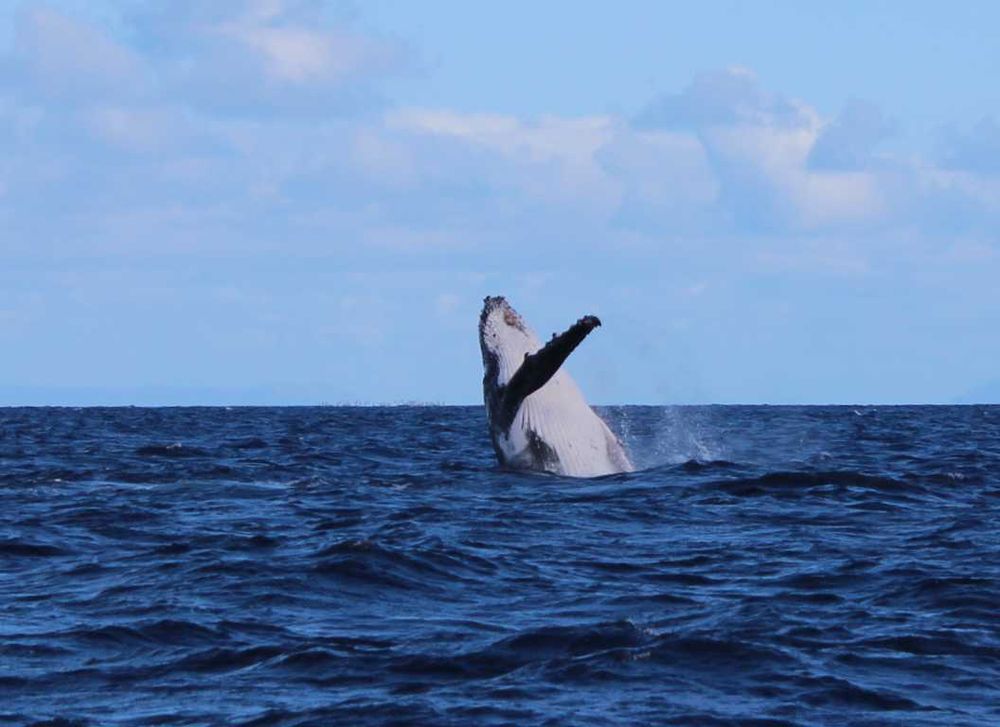 Welcome whales post image