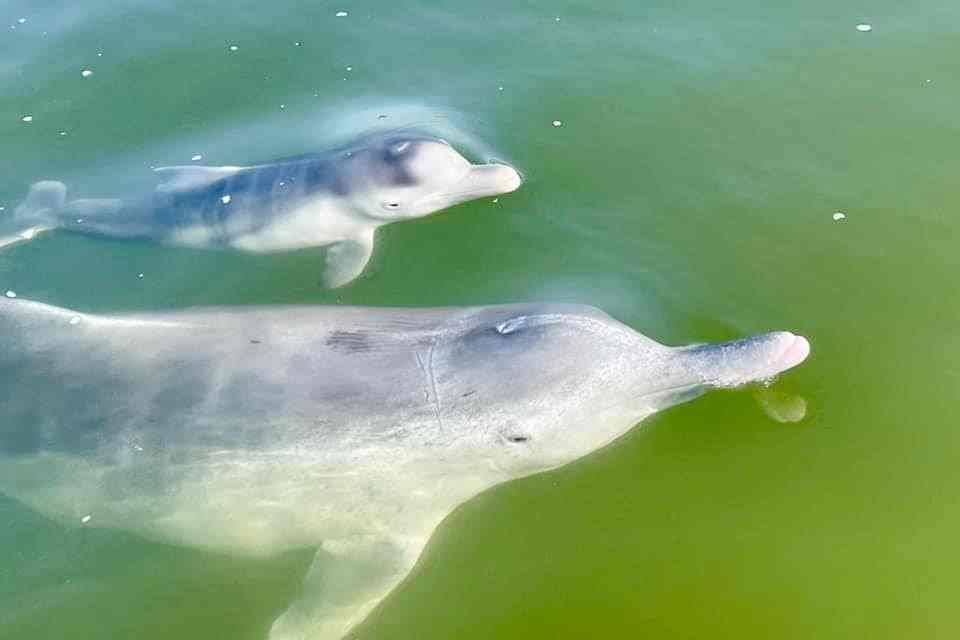 Dolphin News March 2022 post image