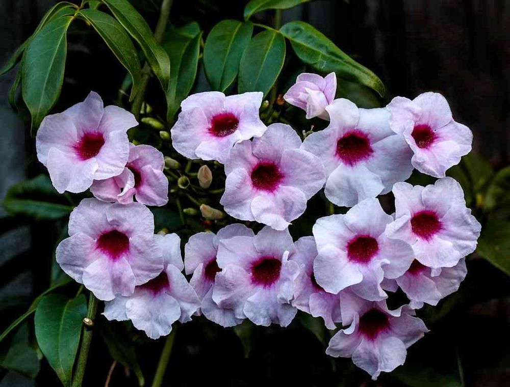 Plant of the Month, June 2022 post image