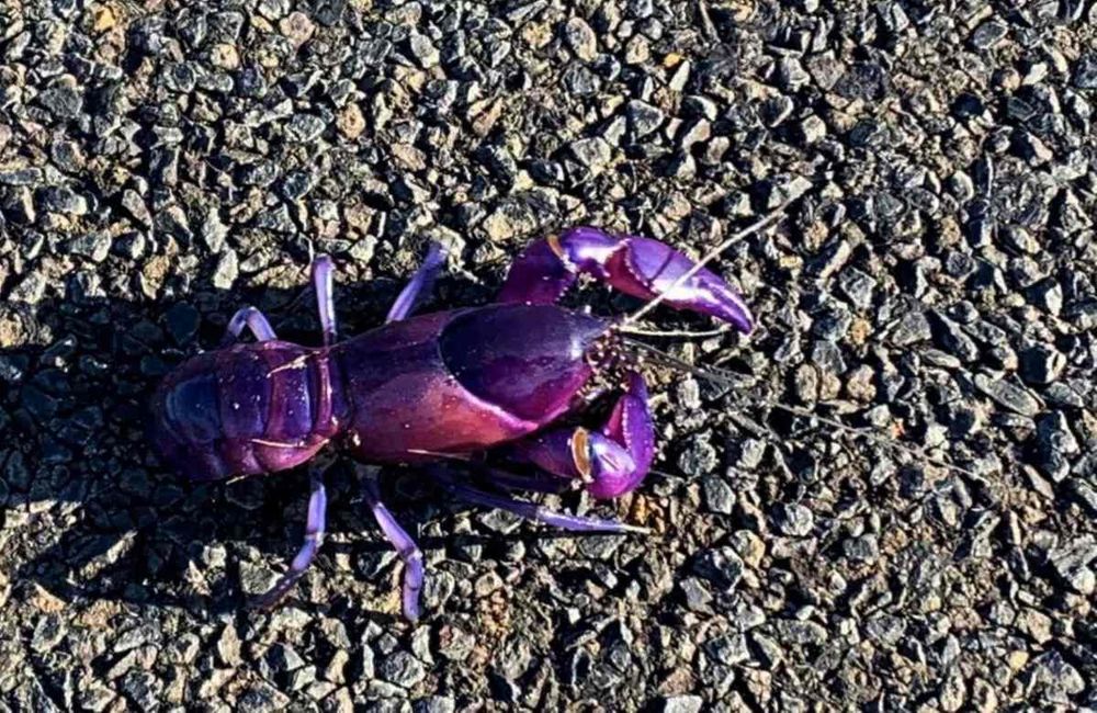 Purple Pedestrian Stops Councillor In His Tracks post image