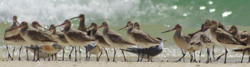 World Wetlands Day post image