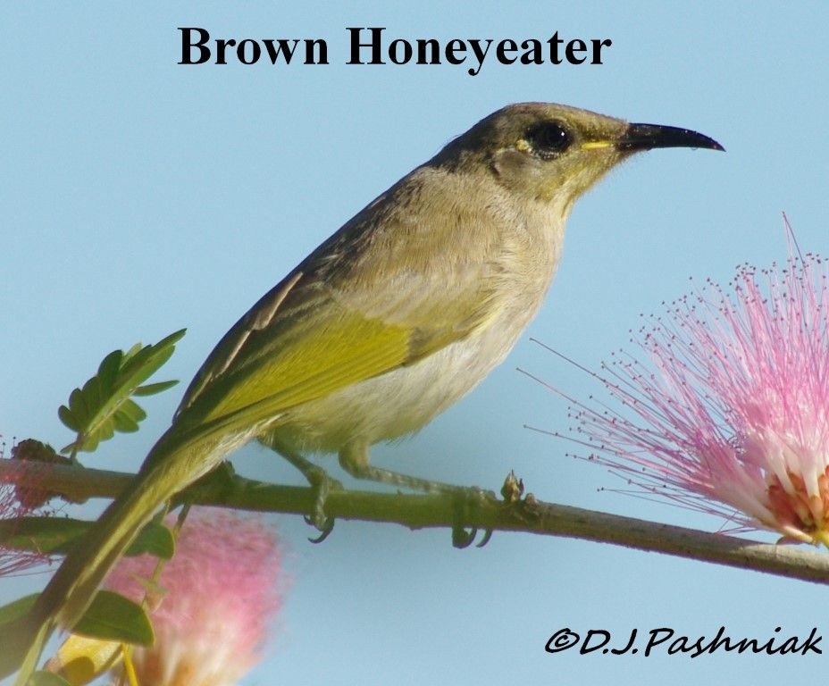 Birds Around The Bay post image