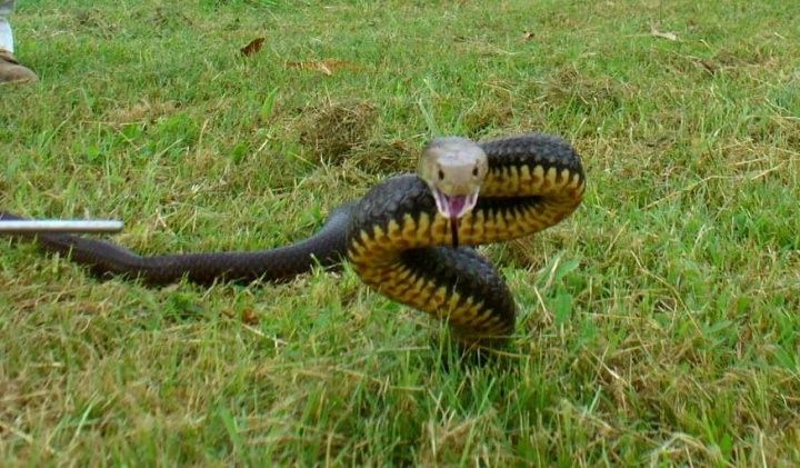 Snakes on the prowl before hibernation post image