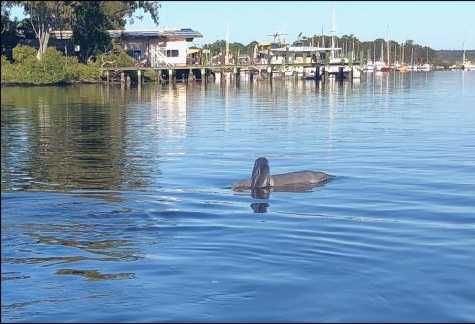 Dolphin feeding to continue in Tin Can Bay post image