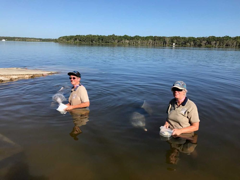 Dolphins popular during holidays post image