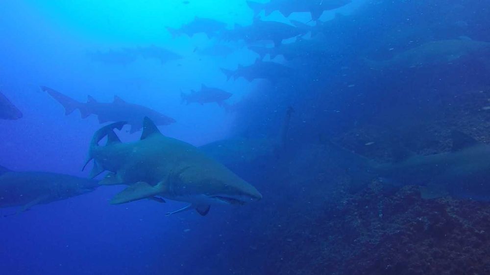 Wolf Rock Dive in a fever! post image