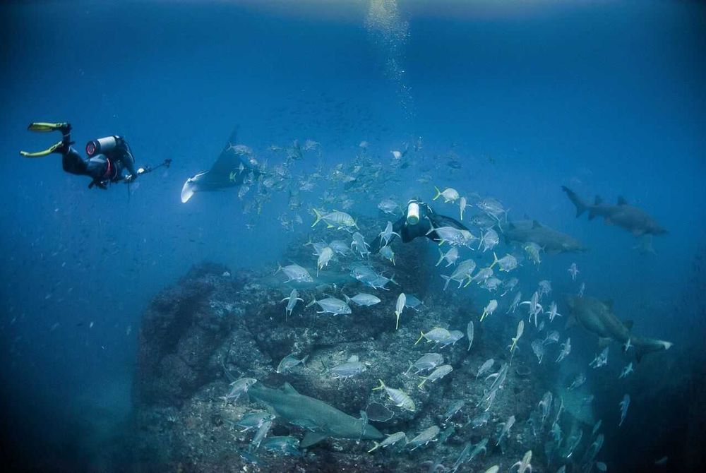 Divers spoilt at Wolf Rock post image