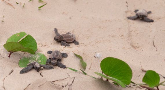 Baby turtles on the run post image