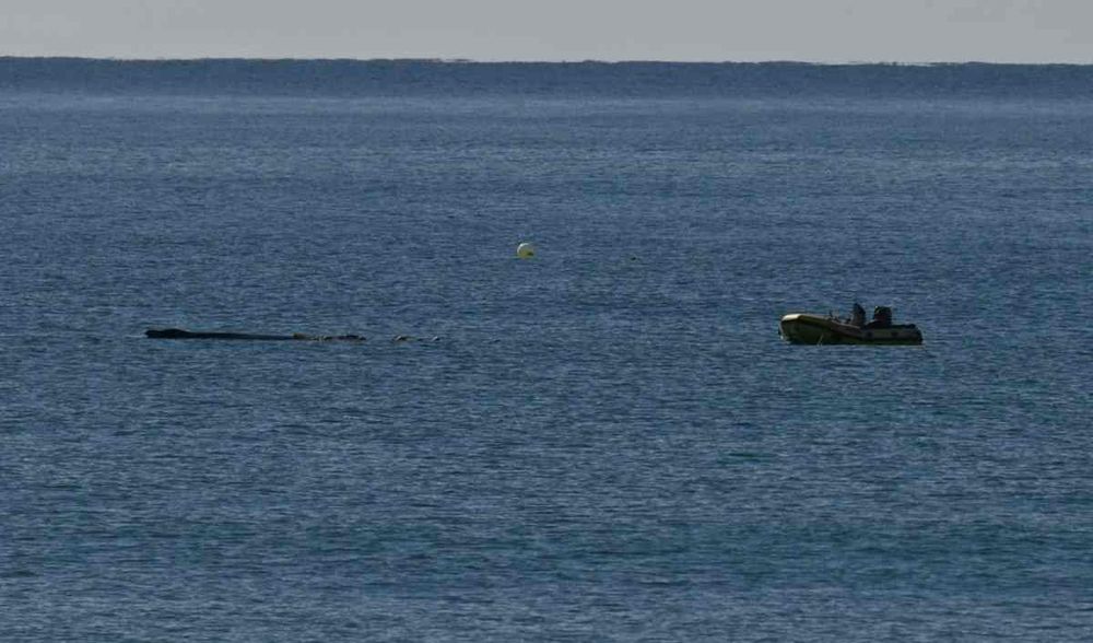 Rainbow Residents Help Rescue Whale post image