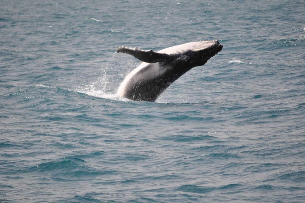 Watch out for whales this season post image