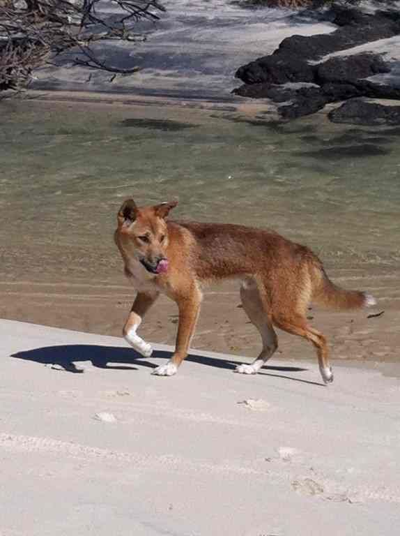 Cooloola Coast Wild Dogs post image
