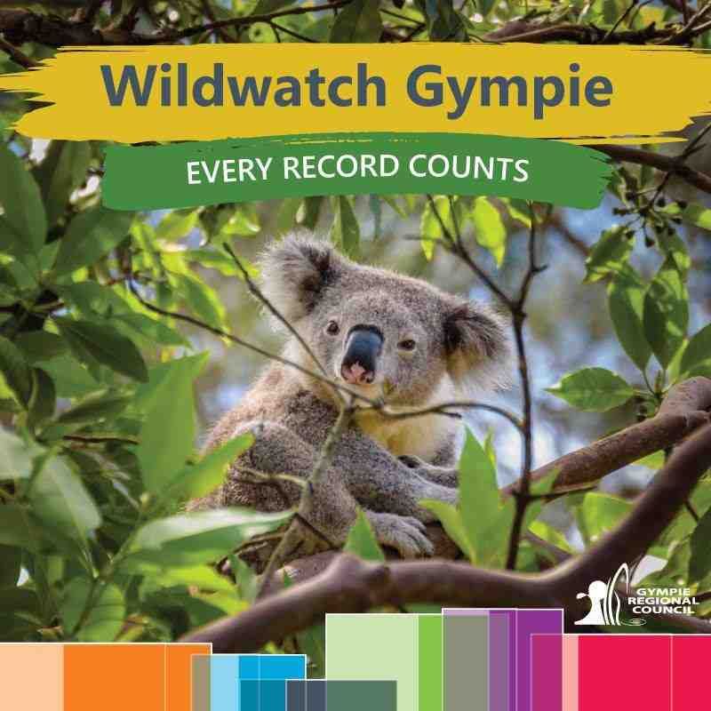 Gympie Wildwatch Website post image