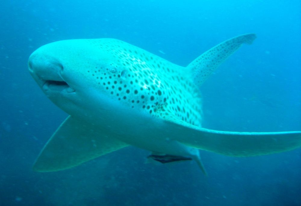 Humpbacks will be here soon.... post image