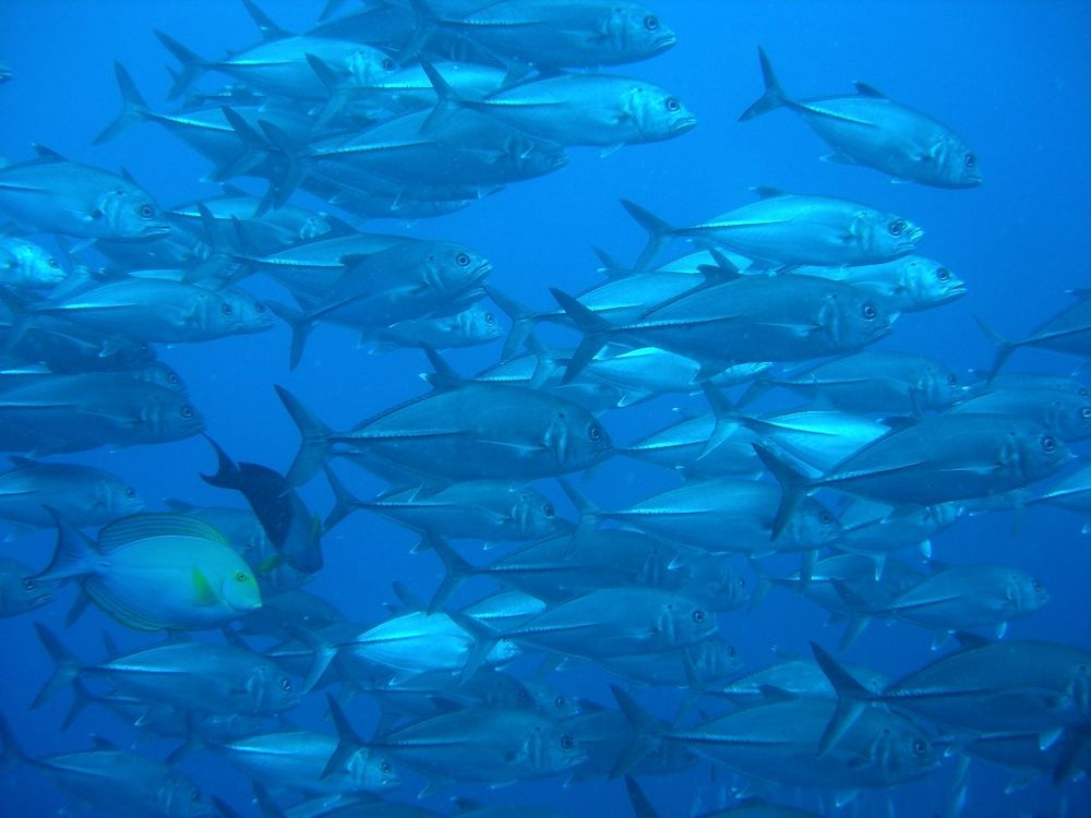 Wolf Rock Dive Report post image