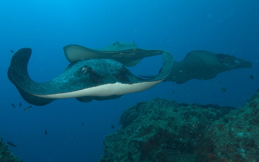 Bull rays love Summer at Wolf Rock post image