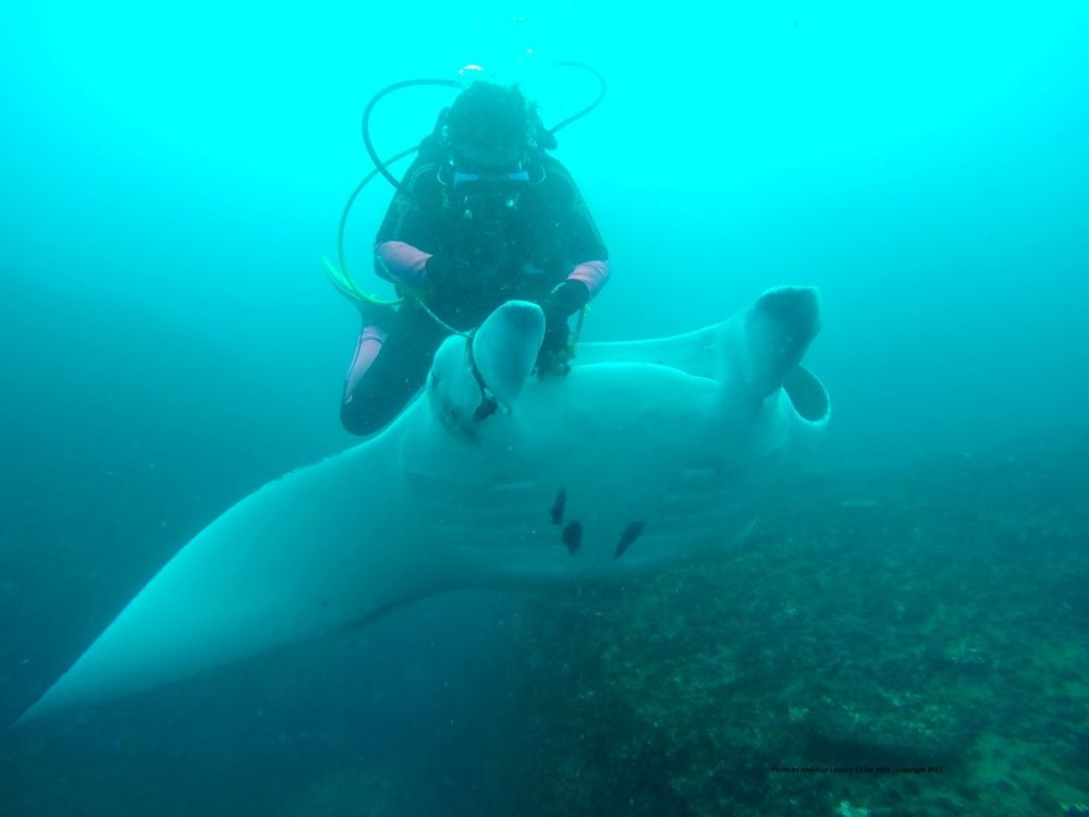 Divers free Grumpy Dave post image