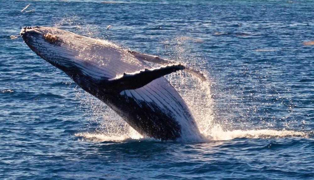 The Humpback Whales are back! post image