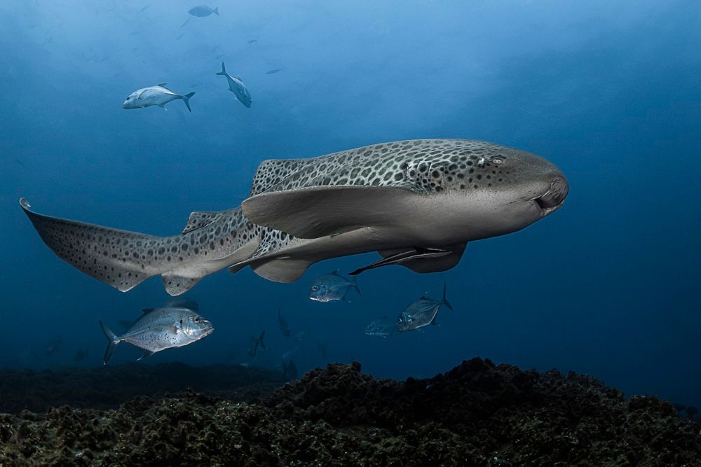 Spotto! ID Leopard Sharks at Wolf Rock post image