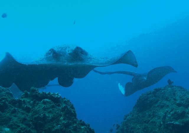 Wolf Rock Dive Report post image