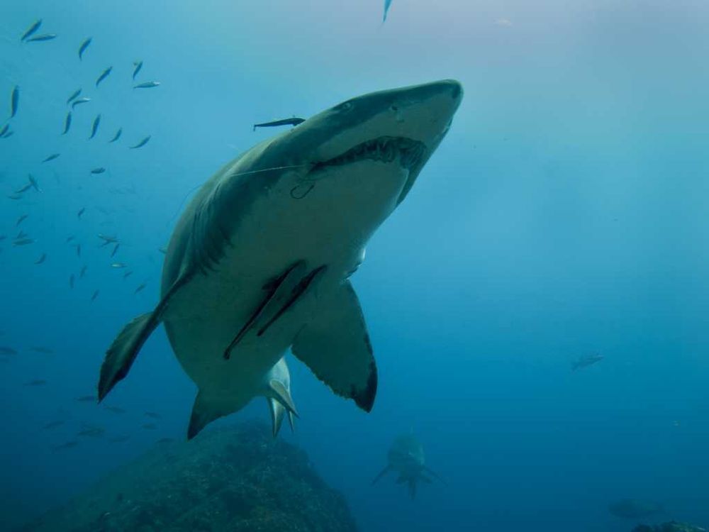 Wolf Rock Dive Report post image