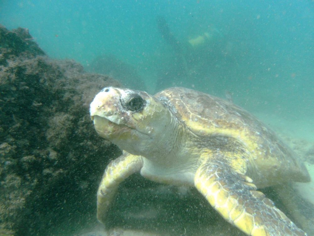 Wolf Rock Dive Report February 2016 post image