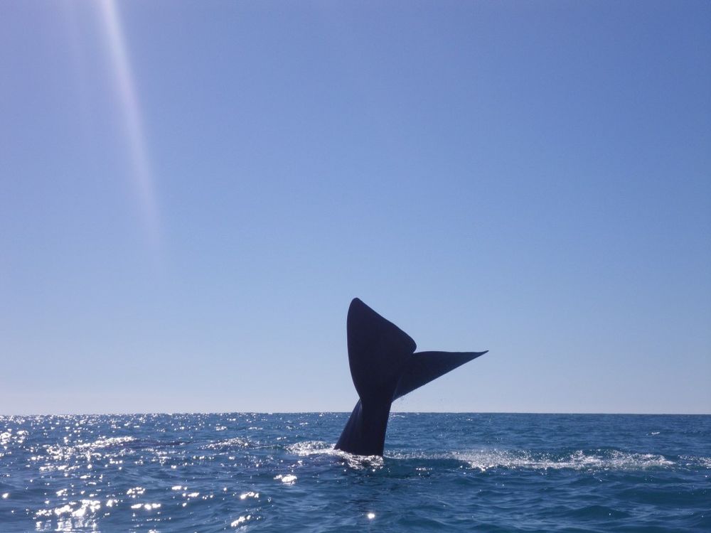 Whales on their way post image