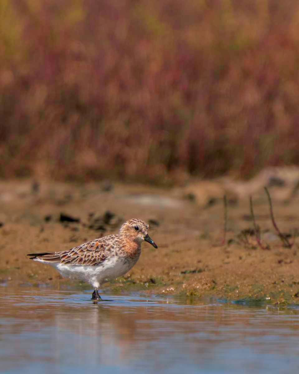 It’s Time for Wetlands! post image