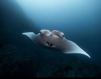 Wolf Rock Dive April 2026. Photo credit: Timothy Baxter