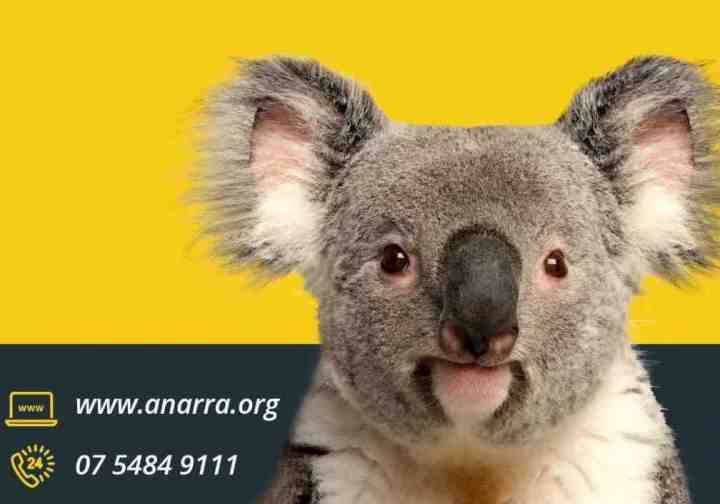 ANARRA Gympie wildlife rescue