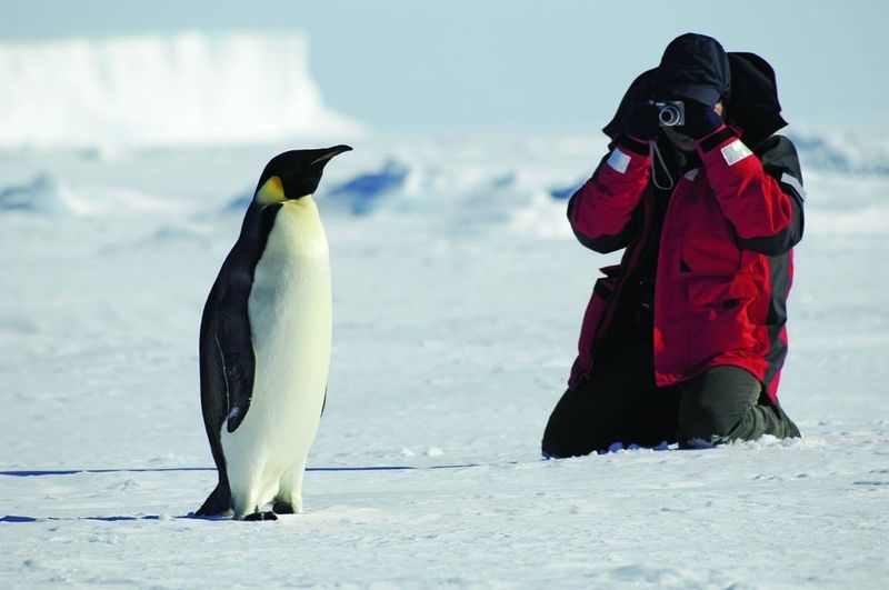 Antarctica Wildlife