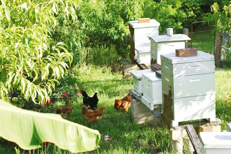 This image is not of the hives in Rainbow Beach