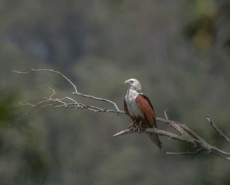 Brahminy Kite - Photo by Scott Humphris.