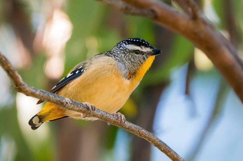 Spotted Pardalote - Photo by Scott Humphris
