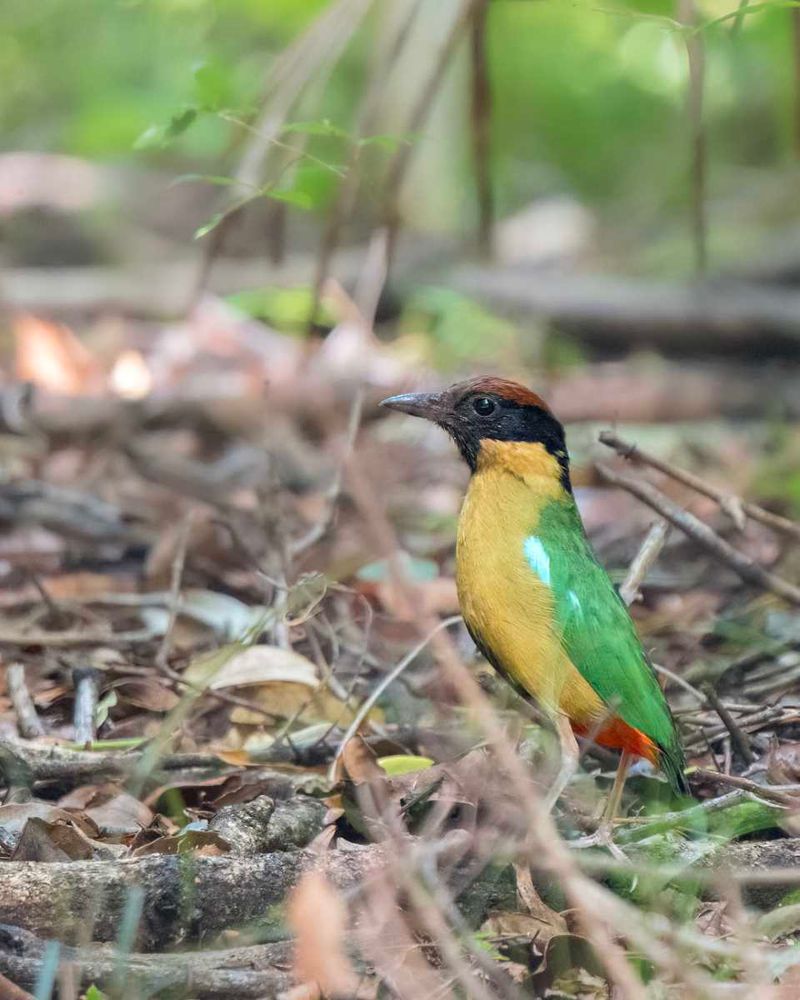 Noisy Pitta - photo credit Scott Humphris