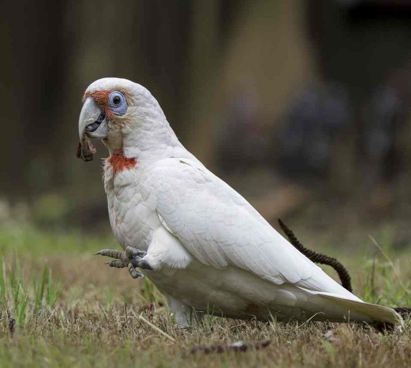 Long-billed Corella - Photo credit: Scott Humphris