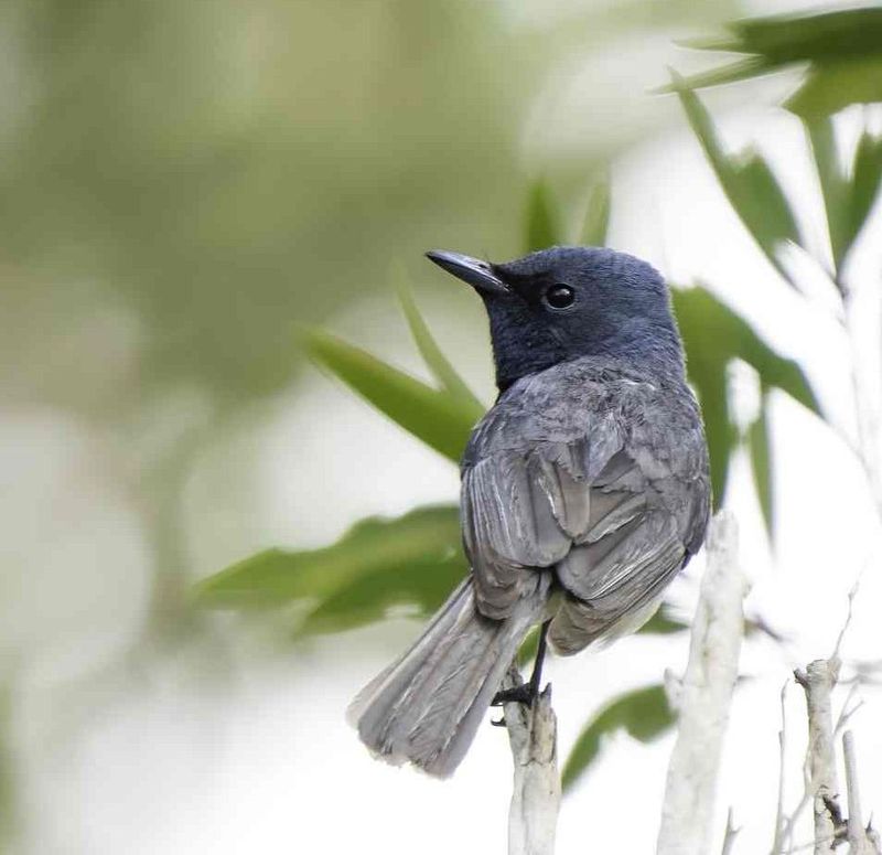 A male leaden flycatcher (photographed by Scott Humphris)