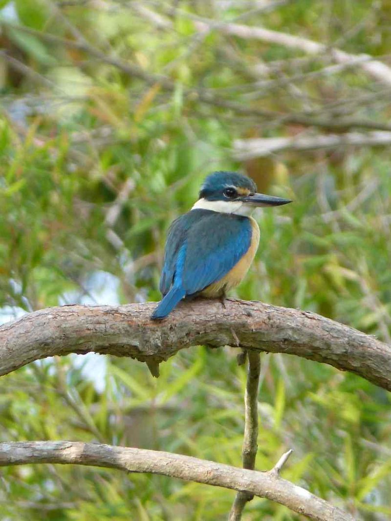 The gorgeous sacred kingfisher, photographed by Melissa Marie at Harrys Hut, Cooloola Recreation Area