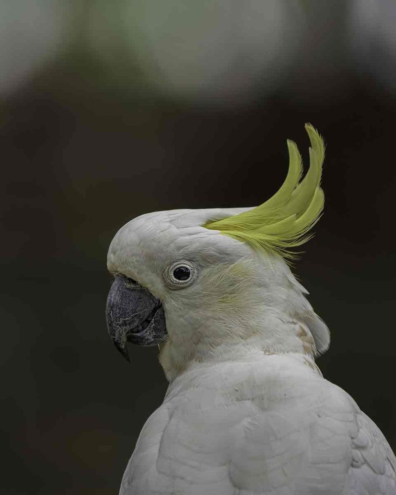 Bird of the month - Sulphur-crested Cockatoo - Photo credit: Scott Humphris