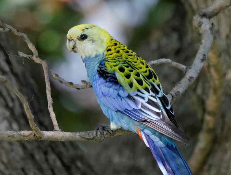 Pale-headed Rosella photo by Scott Humphris