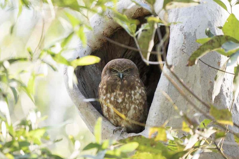 Boobook Owl - photo by Scott Humphris